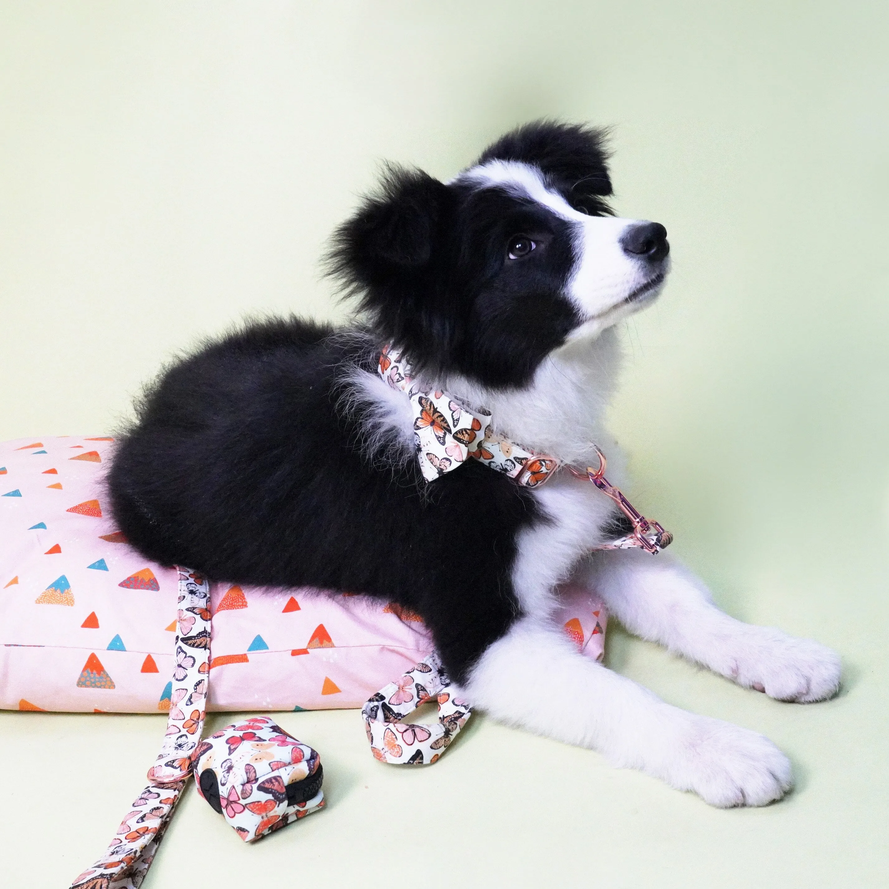 Breezy Butterflies: Personalized Bow collar And Leash Set.