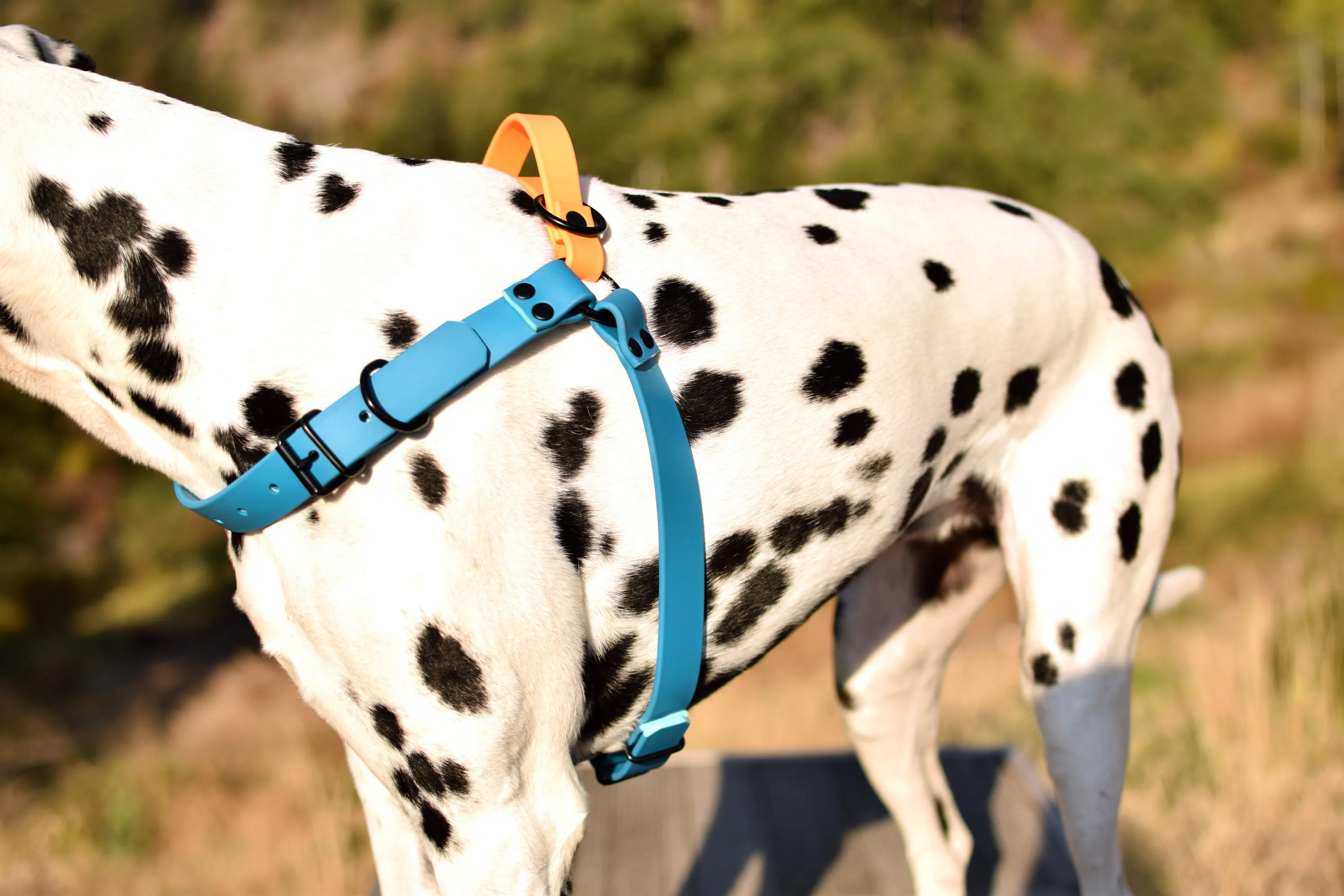 PREMADE COLLECTION - Lagoon & Mango Biothane Dog Harness