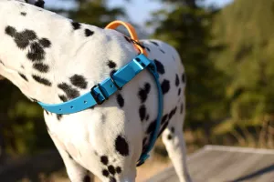 PREMADE COLLECTION - Lagoon & Mango Biothane Dog Harness