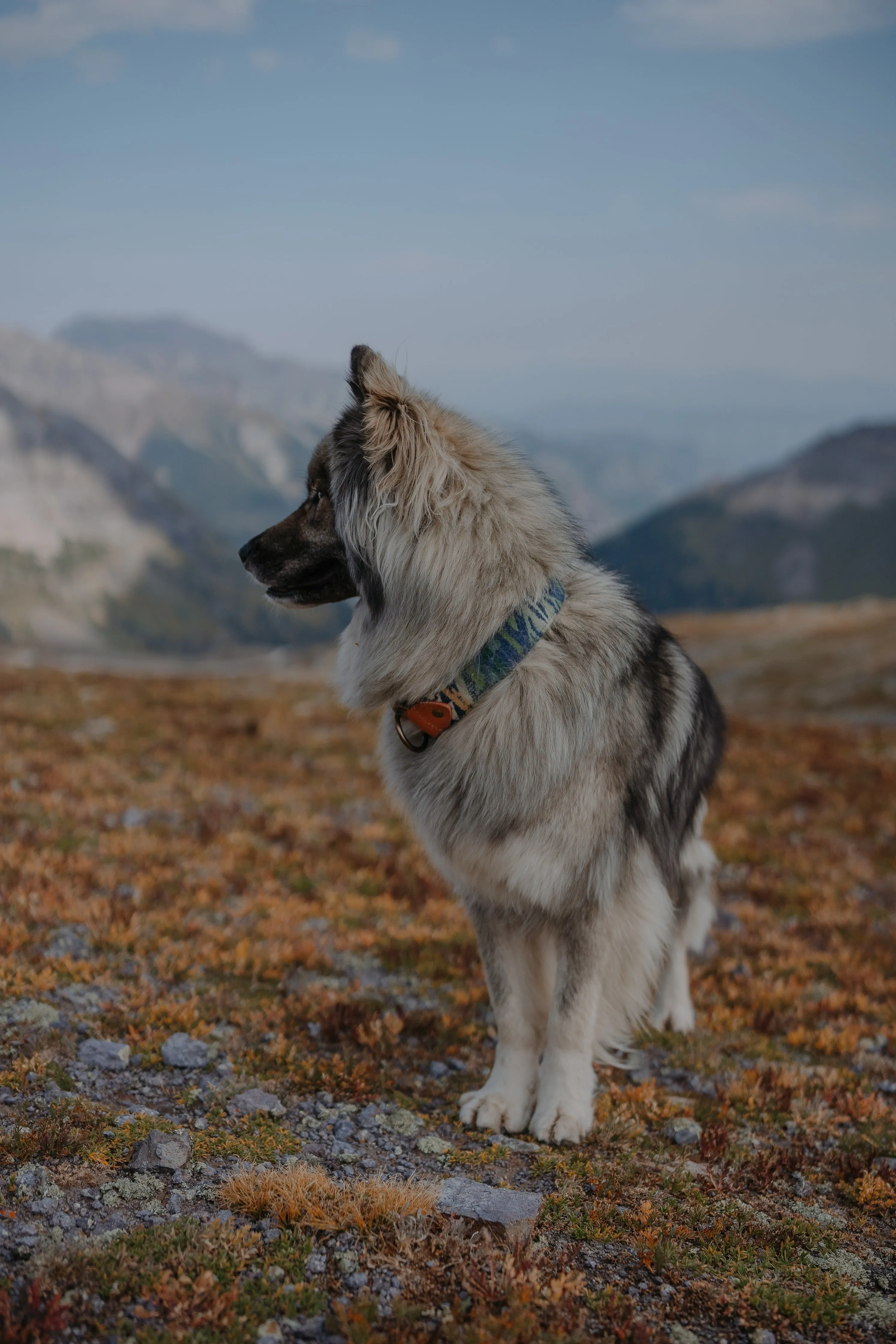 Vernal Collar