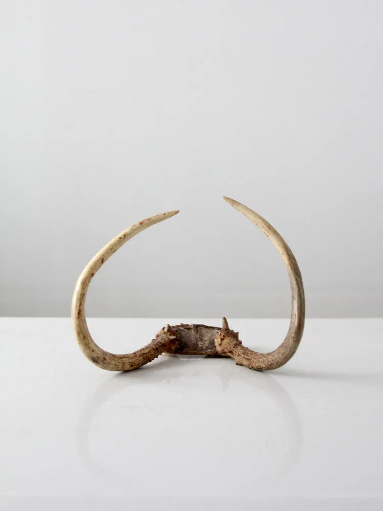 vintage antlers