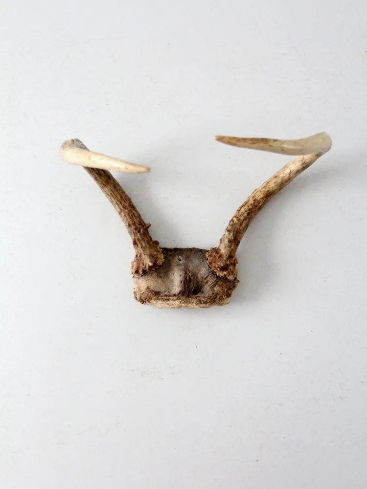 vintage antlers